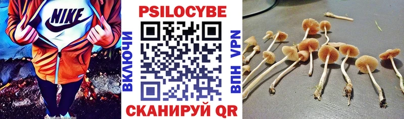 где купить наркоту  Сухиничи  Псилоцибиновые грибы Cubensis 